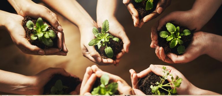 Plantes en pots